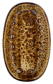 By Bone Cowry Yellow CW-YL-ZT-19-OV 1911 