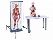 Трехмерный анатомический атлас