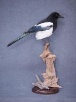 Таксидермическое чучело птицы Сорока Таксидермическое чучело птицы Сорока