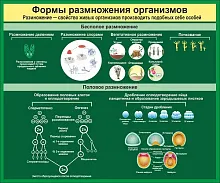 Стенд Формы размножения организмов, арт. ШК-0754