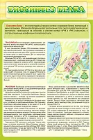 Стенд Биосинтез белка, арт. ШК-0747