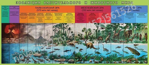 Стенд Эволюция растительного и животного мира, 1,6х0,7 м