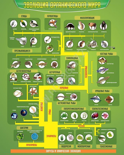 Стенд в школу Эволюция органического мира, 0,8х1 м