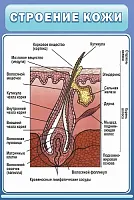 Стенд Строение кожи, арт. ШК-1921
