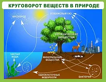 Стенд Круговорот веществ, арт. ШК-0748