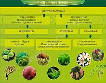 Стенд Систематика растений 0,9х0,7 м