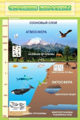 Стенд Строение биосферы