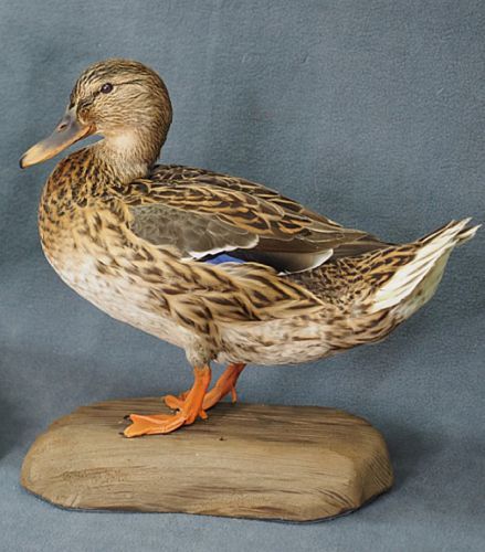 Таксидермическое чучело птицы Утка Таксидермическое чучело птицы Утка