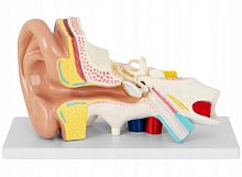 Модель Ухо человека