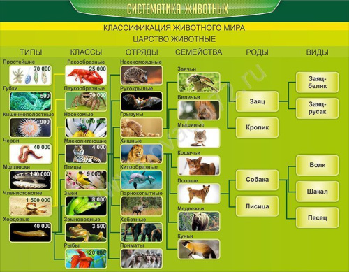 Стенд Систематика животных, 0,9х0,7 м