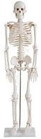 Скелет человека на штативе 85 см
