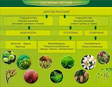 Стенд Систематика растений, арт. ШК-0733