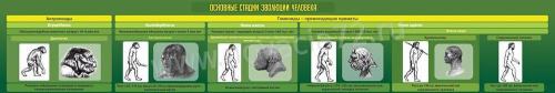 Стенд в кабинет биологии Эволюция человека, 2х0,3 м