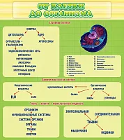 Стенд От клетки до организма, арт. ШК-0707