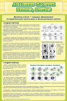 Стенд Деление клеток митоз мейоз, арт. ШК-0719