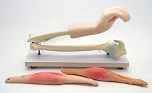 Модель подвижная Локтевой сустав человека