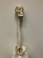 Модель Позвоночник с черепом и тазом