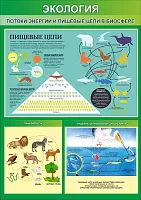 Стенд Потоки энергии и пищевые цепи в биосфер, арт. ШК-0762