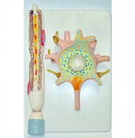 Модель Нейрон