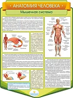 Стенд резной Анатомия человека. Мышечная система, арт. ШК-3848