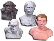 Набор моделей палеонтологических находок "Происхождение человека"