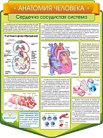 Стенд резной Анатомия человека. Сердечно-сосудистая система, арт. ШК-3851