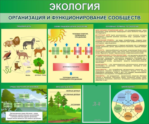 Стенд Экология. Организация и функционирование сообществ, 1200х1000 мм