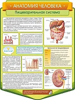 Стенд резной Анатомия человека. Пищеварительная система, арт. ШК-3850