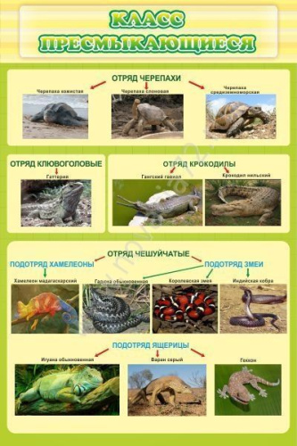 Стенд Класс пресмыкающиеся, 600х900 мм