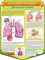 Стенд резной Анатомия человека. Дыхательные пути, арт. ШК-3847