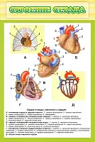 Стенд Строение сердца, арт. ШК-0743