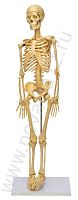 Модель Скелет человека 42 см
