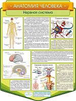 Стенд резной Анатомия человека. Нервная система, арт. ШК-3849
