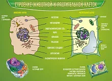 Стенд Строение животной и растительной клеток, арт. ШК-0734